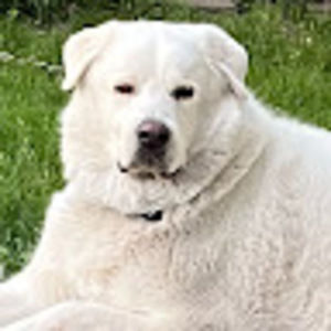 Meet your Posher, Alison